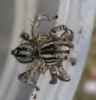 Stenaelurillus sp.